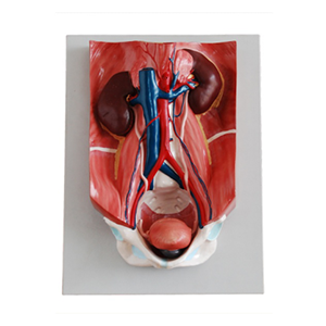 Urinary system model